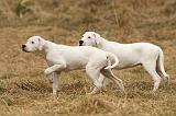 DOGUE ARGENTIN 168